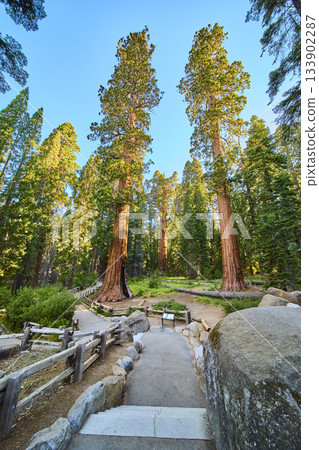Sequoia Trees Congress Trail Path and Forest Landscape Sequoia National Park Sequoia Trees Congress Trail Path and Forest Landscape Sequoia National Park 133902287