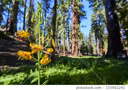 Yellow Wildflower Bloom in Lush Meadow with Towering Sequoia Trees in Sunlight Yellow Wildflower Bloom in Lush Meadow with Towering Sequoia Trees in Sunlight 133902291