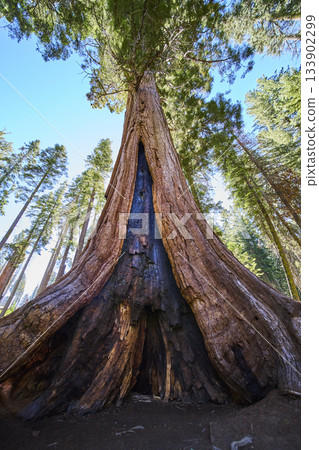 Ancient Sequoia Tree Burnt Trunk and Towering Canopy in Lush Forest Perspective 133902299