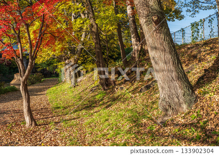 Late autumn promenade along the Horikawa River, Fushimi Ward, Kyoto City 133902304