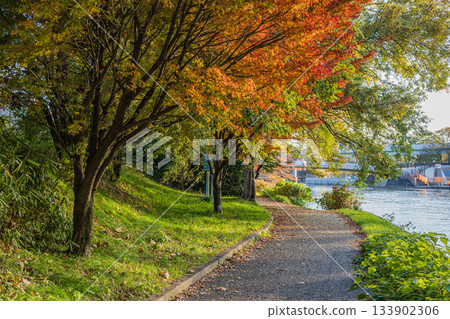 Late autumn promenade along the Horikawa River, Fushimi Ward, Kyoto City 133902306