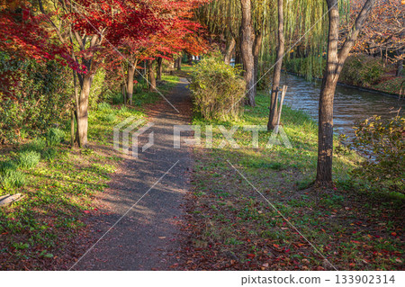 Late autumn promenade along the Horikawa River, Fushimi Ward, Kyoto City Late autumn promenade along the Horikawa River, Fushimi Ward, Kyoto City 133902314