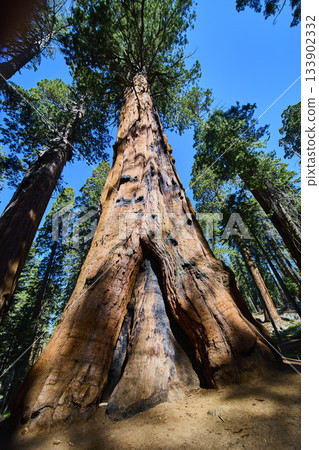 Giant Sequoia Tree Towering Canopy and Sunlit Forest Floor on Congress Trail Giant Sequoia Tree Towering Canopy and Sunlit Forest Floor on Congress Trail 133902332