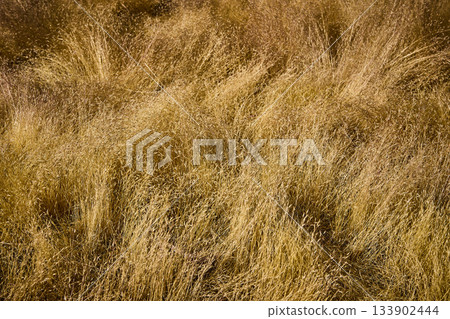 Golden Dry Grass Texture Nature Close Up Sunlit Field 133902444