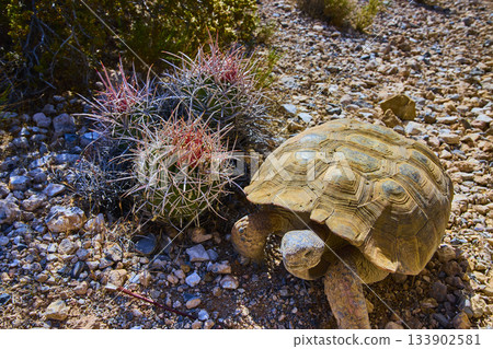 Desert Tortoise and Cactus in Rocky Sunlit Landscape Animal Wildlife in Nevada 133902581