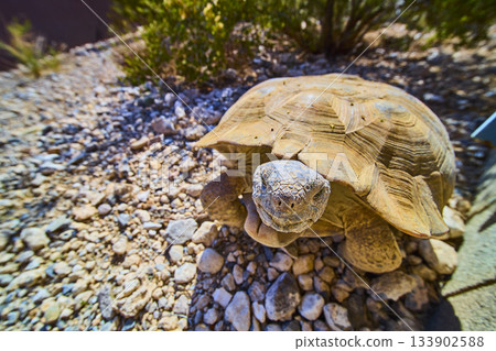 Desert Tortoise Close Up on Rocky Terrain with Sunlit Natural Habitat 133902588