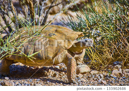 Desert Tortoise Walking Among Red Rock Vegetation in Nevada Sunlight Desert Tortoise Walking Among Red Rock Vegetation in Nevada Sunlight 133902686