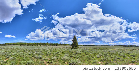 Panorama Wide Open Meadow Lone Tree and Dramatic Sky Dixie National Forest Utah Panorama Wide Open Meadow Lone Tree and Dramatic Sky Dixie National Forest Utah 133902699