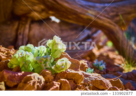 Desert Plant Blooming Among Red Rocks and Twisted Trunk in Sunlit Canyon Desert Plant Blooming Among Red Rocks and Twisted Trunk in Sunlit Canyon 133902877