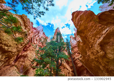 Lone Tree and Hoodoo Formations in Bryce Canyon National Park Utah Low Perspective 133902945