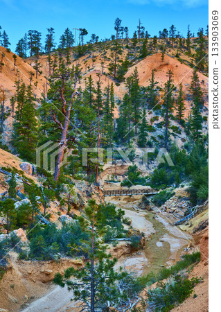Mossy Cave Trail Pine Forest and Wooden Bridge in Bryce Canyon National Park 133903069
