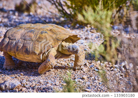 Desert Tortoise Walking on Rocky Terrain in Sunlight Nevada Wildlife Close Up 133903180