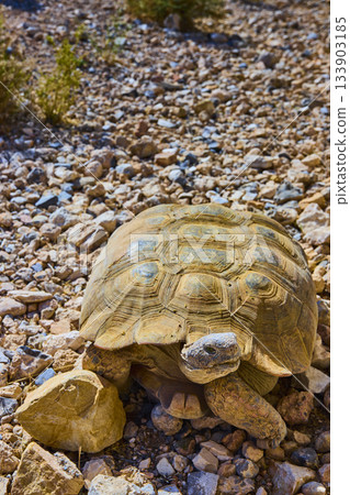 Desert Tortoise on Rocky Terrain in Sunlit Red Rock Nevada 133903185