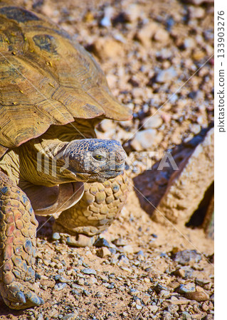 Desert Tortoise on Rocky Terrain in Sunlit Red Rock Nevada Wildlife Desert Tortoise on Rocky Terrain in Sunlit Red Rock Nevada Wildlife 133903276