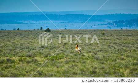 Deer in Open Utah Grassland with Distant Hills and Bright Blue Sky 133903280