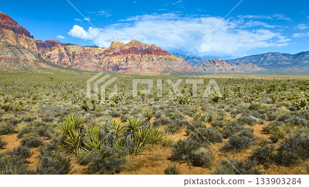 Red Rock Canyon Desert Landscape with Colorful Cliffs and Yucca Plants in Nevada Red Rock Canyon Desert Landscape with Colorful Cliffs and Yucca Plants in Nevada 133903284