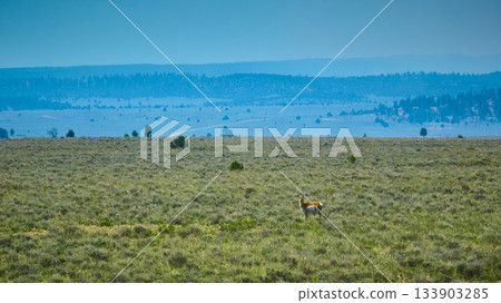 Deer in Open Grassland with Distant Blue Hills and Vast Sky Utah Landscape Deer in Open Grassland with Distant Blue Hills and Vast Sky Utah Landscape 133903285