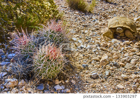 Desert Tortoise and Barrel Cactus Among Red Rock Landscape in Nevada 133903297