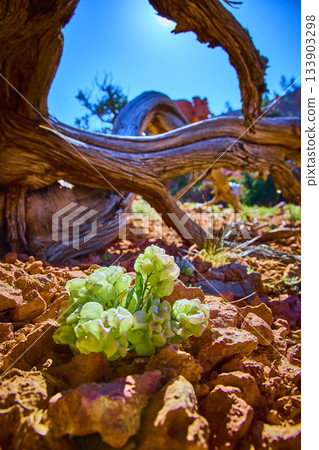 Desert Wildflower Bloom and Twisted Driftwood in Sunlit Utah Red Rock Landscape 133903298