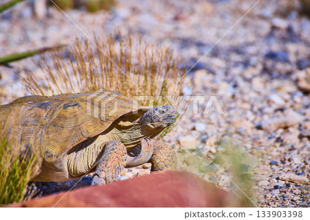 Desert Tortoise in Rocky Habitat with Sunlit Vegetation in Nevada Desert Tortoise in Rocky Habitat with Sunlit Vegetation in Nevada 133903398