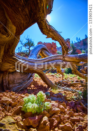 Twisted Tree Sunburst and Desert Flowers in Vibrant Utah Red Rock Landscape 133903421