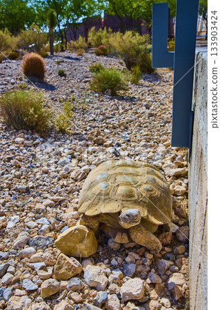 Desert Tortoise on Rocky Terrain with Native Plants in Sunlit Nevada Landscape 133903424