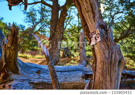 Trail Sign on Weathered Tree Trunk with Sunburst and Forest Background Trail Sign on Weathered Tree Trunk with Sunburst and Forest Background 133903431