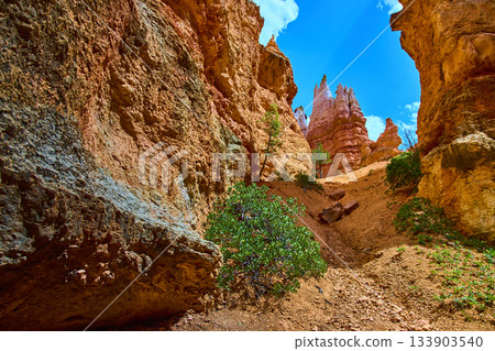 Bryce Canyon Wall Street Navajo Loop Trail Hoodoo Rock Formations and Vegetation Bryce Canyon Wall Street Navajo Loop Trail Hoodoo Rock Formations and Vegetation 133903540