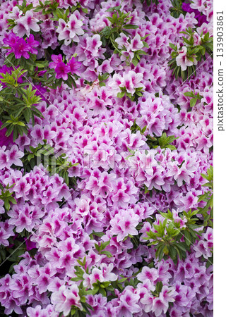 粉紅色的杜鵑花盛開。學名是杜鵑花。 粉紅色的杜鵑花盛開。學名是杜鵑花。 133903861