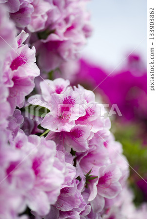 粉紅色的杜鵑花盛開。學名是杜鵑花。 粉紅色的杜鵑花盛開。學名是杜鵑花。 133903862
