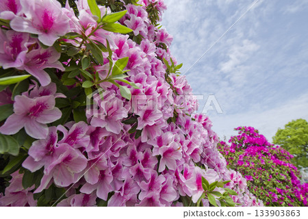 粉紅色的杜鵑花盛開。學名是杜鵑花。 粉紅色的杜鵑花盛開。學名是杜鵑花。 133903863