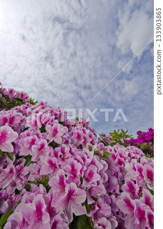 粉紅色的杜鵑花盛開。學名是杜鵑花。 133903865