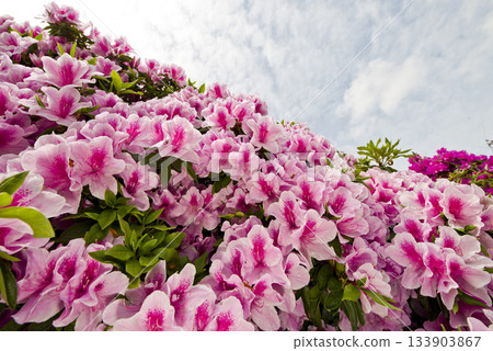粉紅色的杜鵑花盛開。學名是杜鵑花。 133903867