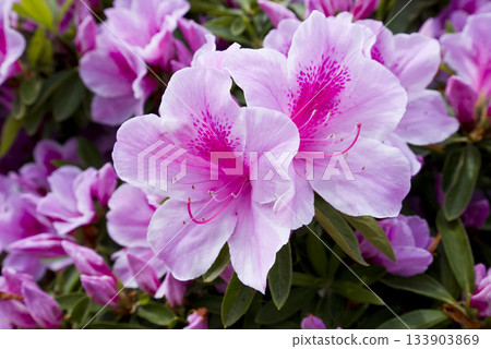 粉紅色的杜鵑花盛開。學名是杜鵑花。 粉紅色的杜鵑花盛開。學名是杜鵑花。 133903869