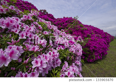 Pink azalea flowers are blooming. The scientific name is Rhododendron. 133903870