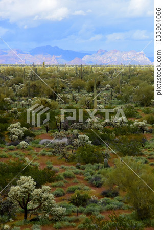 Sonoran Desert Arizona Picacho Peak State Park 133904066