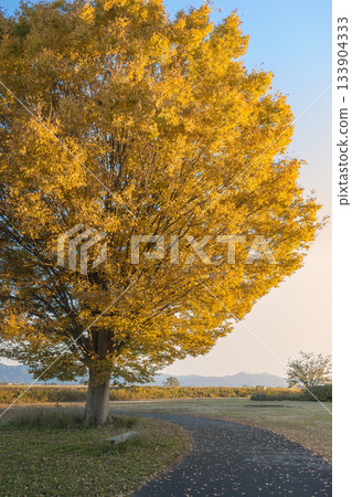 公園裡零星的樹木和小徑 公園裡零星的樹木和小徑 133904333