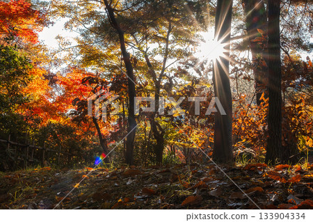 Fallen leaves and sunlight shining through the trees Fallen leaves and sunlight shining through the trees 133904334