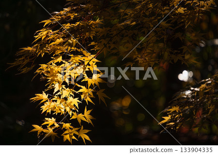 Autumn leaves in the spotlight Autumn leaves in the spotlight 133904335