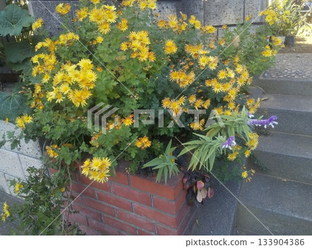 家庭花壇裡的黃色菊花和白花鼠尾草。 133904386