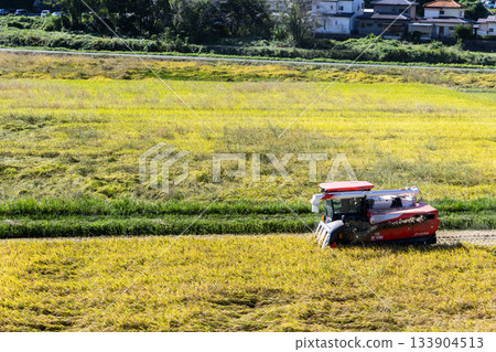 Golden ripe rice ears and a combine harvester in the autumn, a rural scene Golden ripe rice ears and a combine harvester in the autumn, a rural scene 133904513