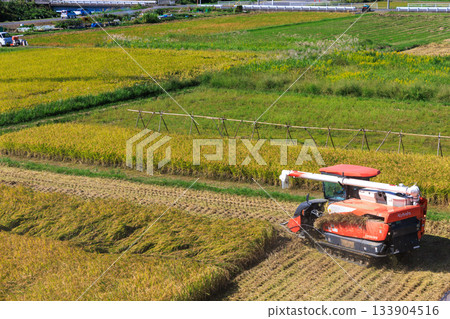 Golden ripe rice ears and a combine harvester in the autumn, a rural scene Golden ripe rice ears and a combine harvester in the autumn, a rural scene 133904516
