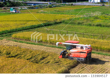 Golden ripe rice ears and a combine harvester in the autumn, a rural scene 133904517