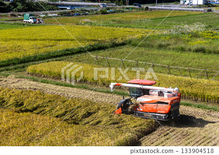 Golden ripe rice ears and a combine harvester in the autumn, a rural scene 133904518