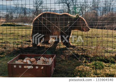 Bear in Libearty Bear Sanctuary during Feeding Time 133904540