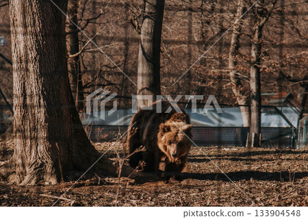 Brown Bear in Libearty Bear Sanctuary in Romania 133904548
