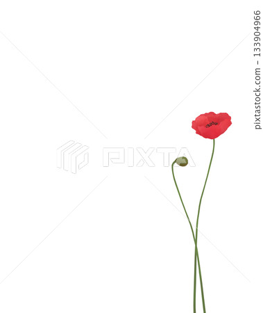 紅色罌粟花和花苞的插圖 紅色罌粟花和花苞的插圖 133904966
