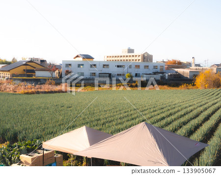 Gunma Prefecture onion fields in November 133905067