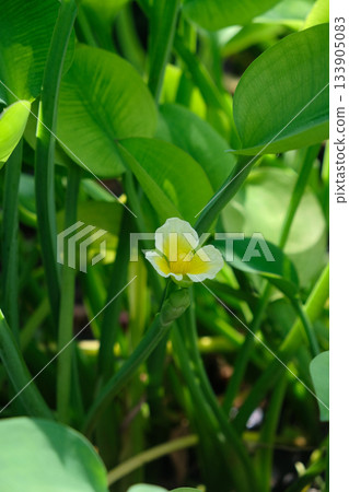 The beautiful yellow flowers of Limnocharis flava The beautiful yellow flowers of Limnocharis flava 133905083
