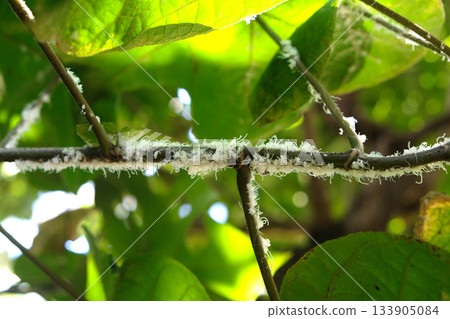 Aphids are notorious plant pests, 133905084